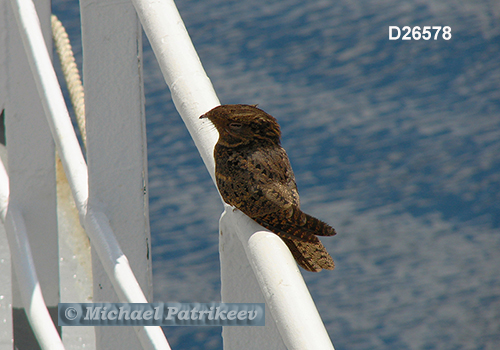 Chuck-will's-widow (Caprimulgus carolinensis)